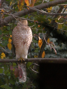 Hawk in my yard...
